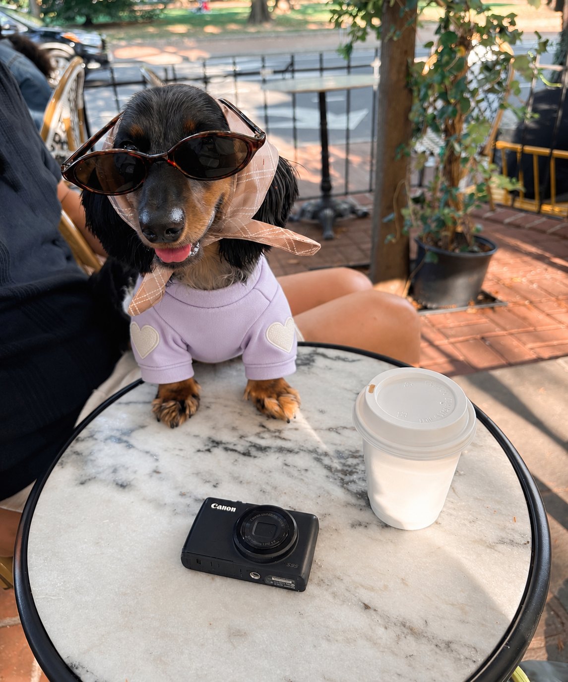 The Amour Sweatshirt — perro con la prenda (Lila)