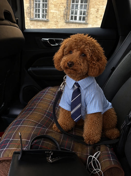 The Gentleman Shirt — perro con la prenda (Azul)