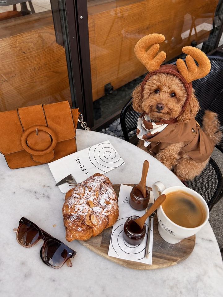Perros con looks de la colección de Navidad de HOT DOGUE STUDIO