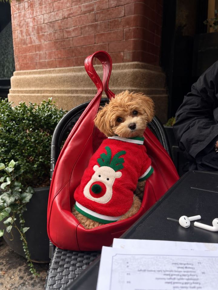 Perros con looks de la colección de Navidad de HOT DOGUE STUDIO