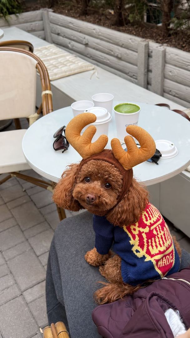 Perros con looks de la colección de Navidad de HOT DOGUE STUDIO