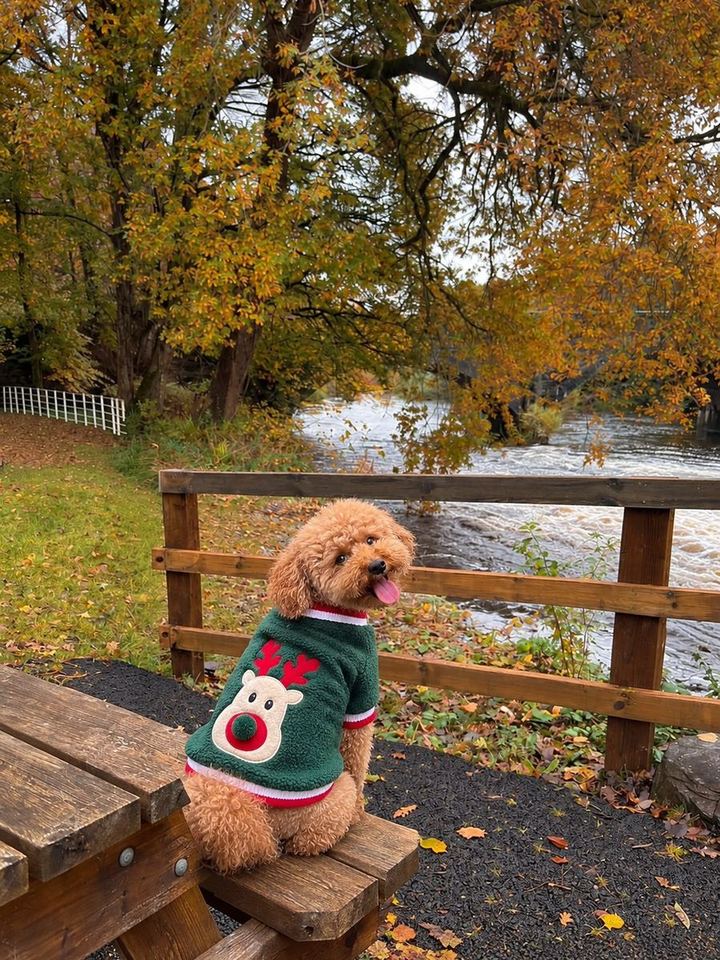 Perros con looks de la colección de Navidad de HOT DOGUE STUDIO