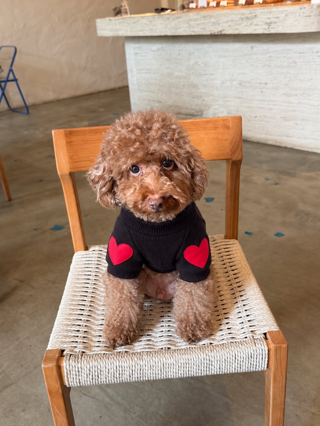 The Cupid Sweater — perro con la prenda (Negro)