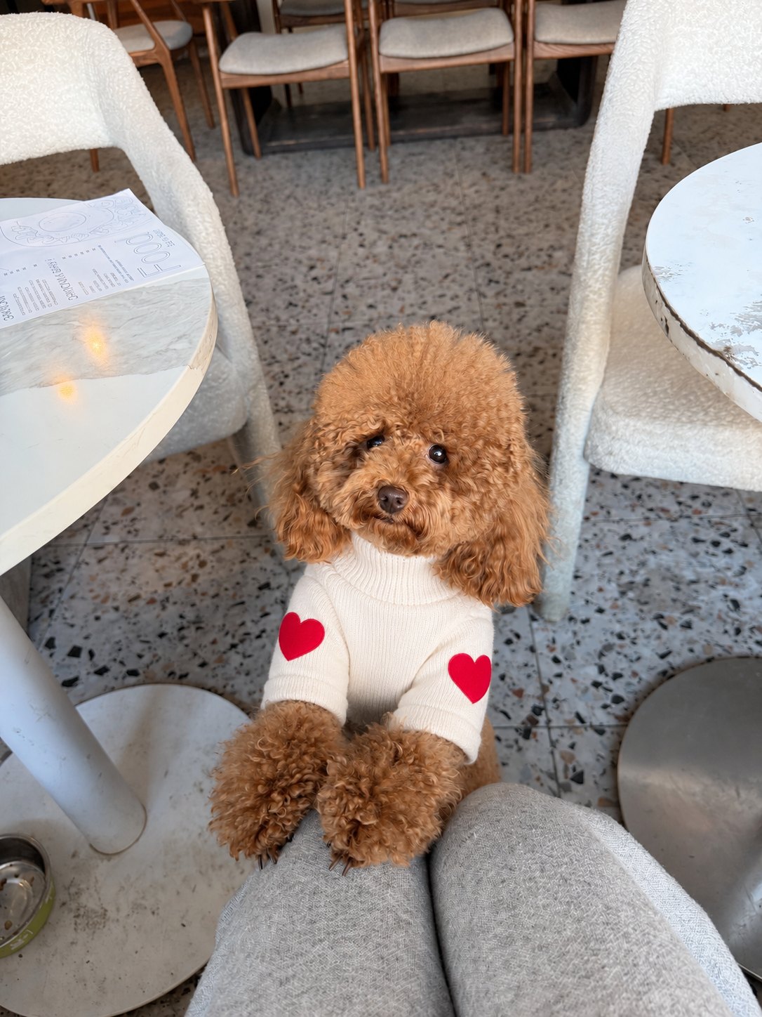 The Cupid Sweater — perro con la prenda (Beige)