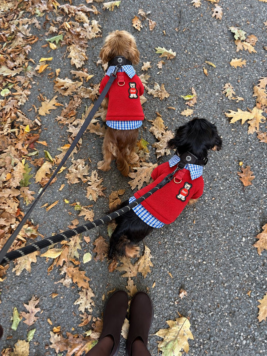 The Ivy Polo — perro con la prenda (Rojo)