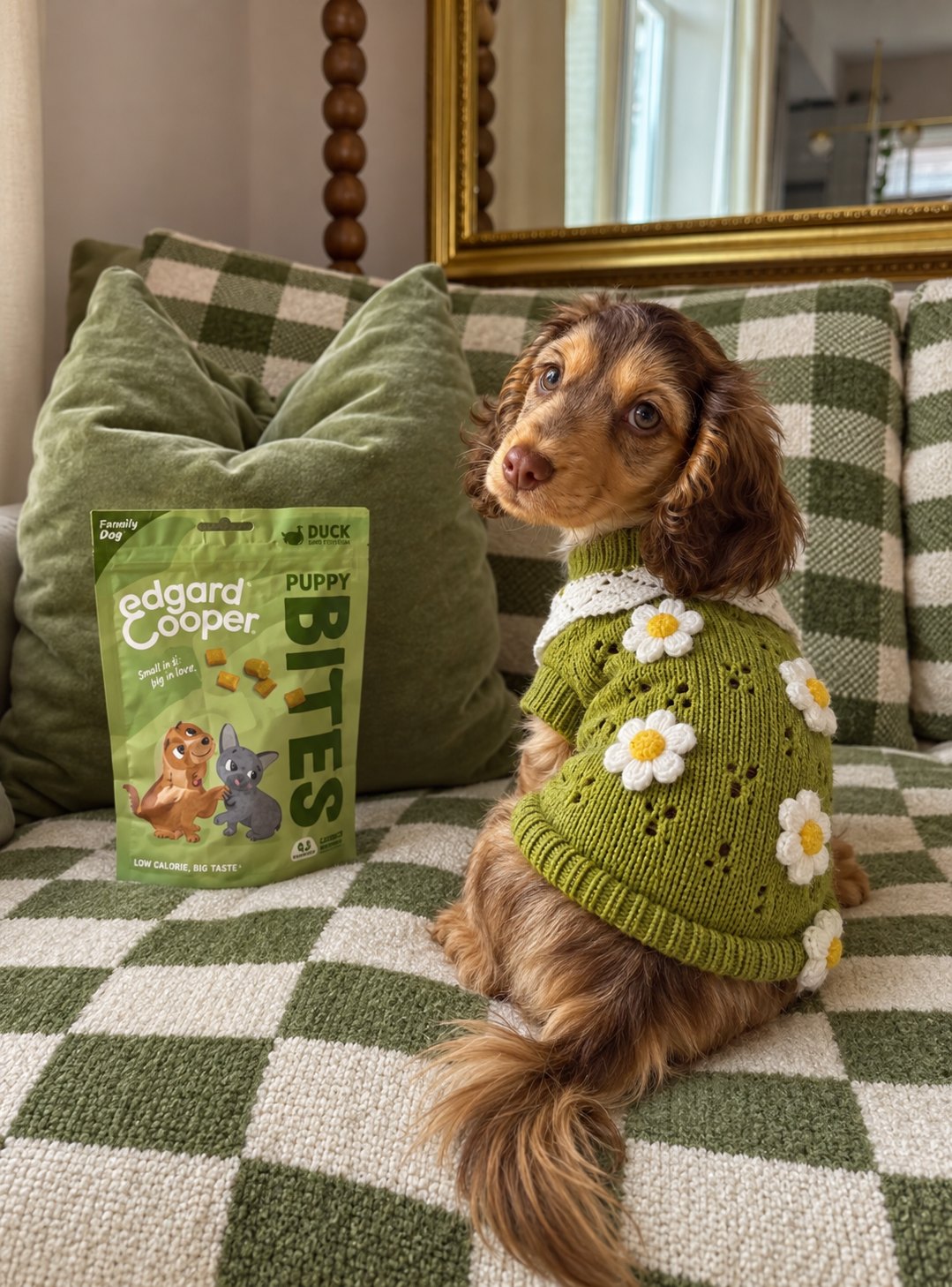 The Lola Knit — perro con la prenda (Verde)