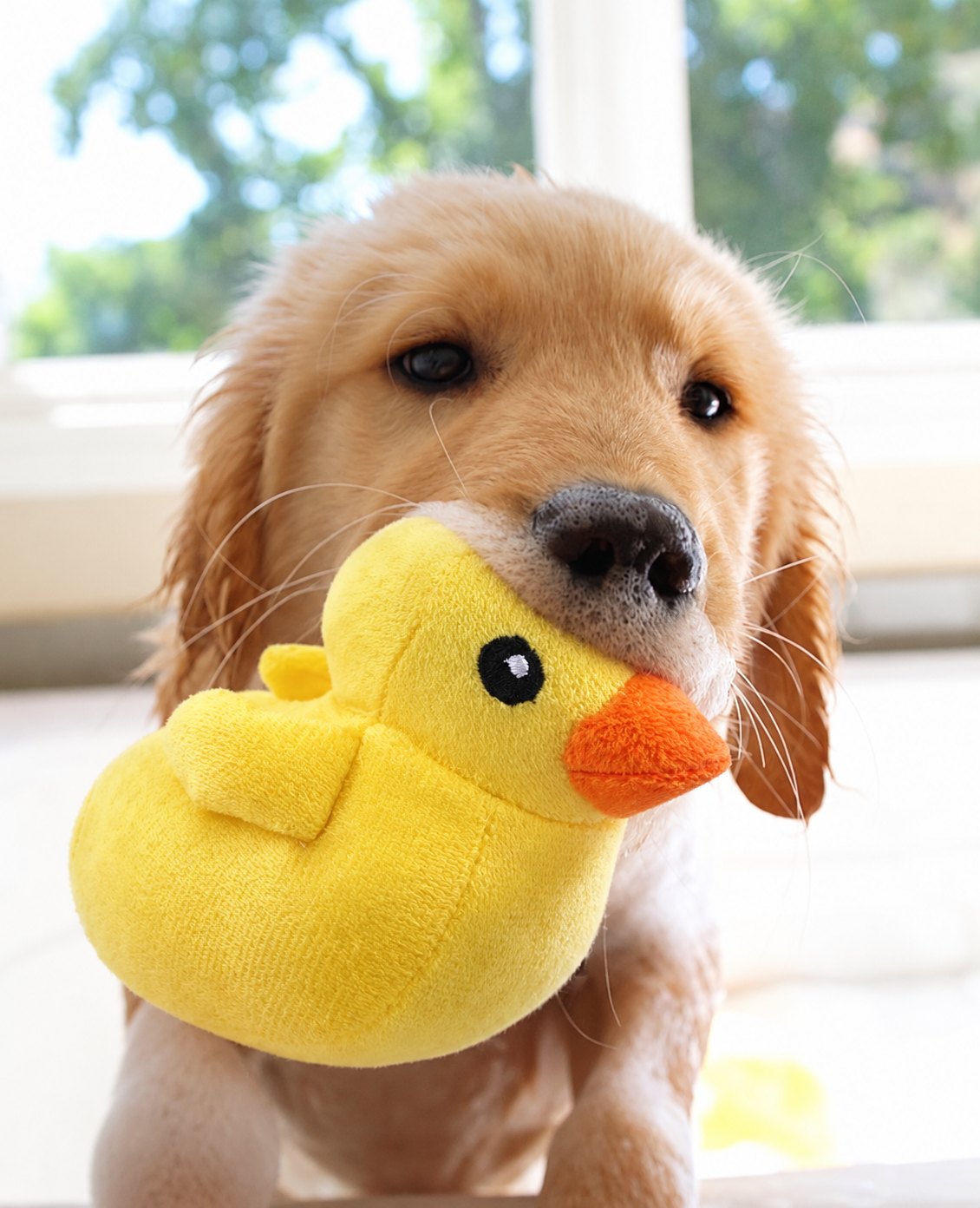 The Sweet Treats Toy — perro con el juguete (Pato)