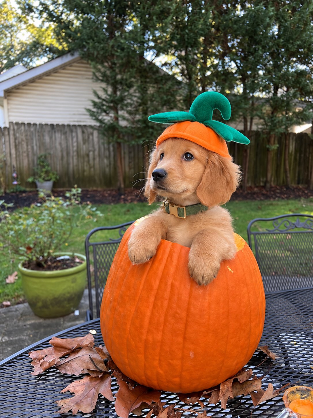 Capa Calabaza — perro con el disfraz