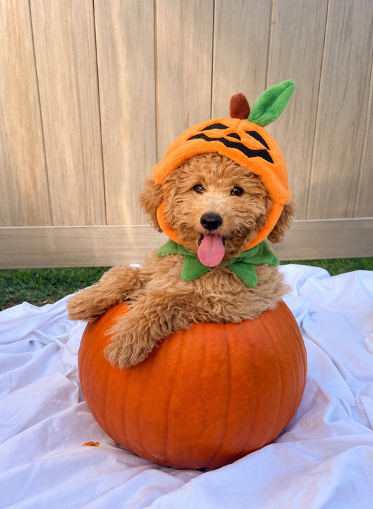 Capa Calabaza Sonriente — perro con el disfraz