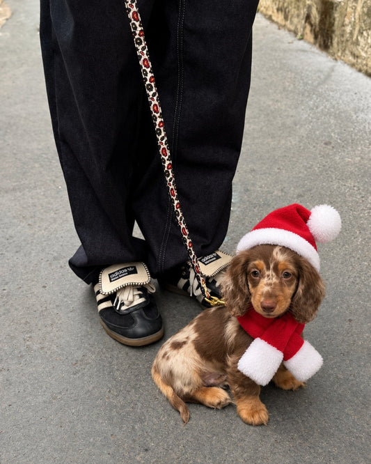 Set gorro y bufanda de Papá Noel — perro con la prenda