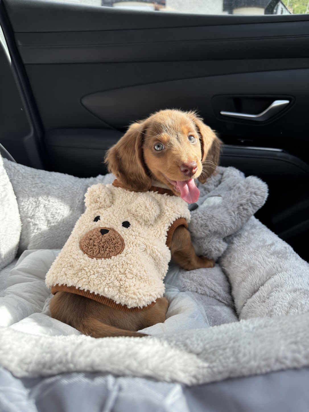 The Little Bear Vest — perro con la prenda (Crema)