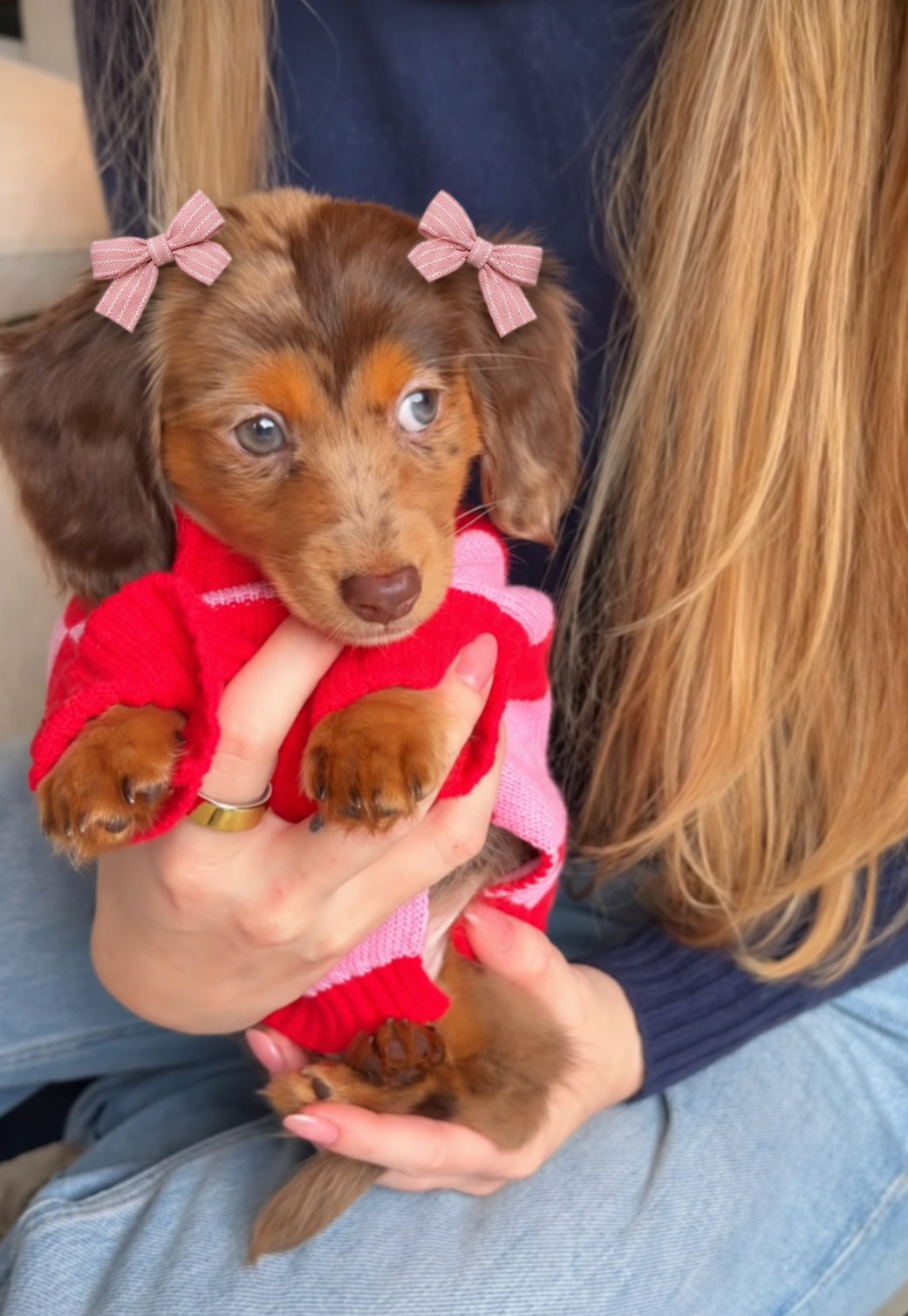 The Coquette Bows — perro con los lacitos (Rosa rayas)