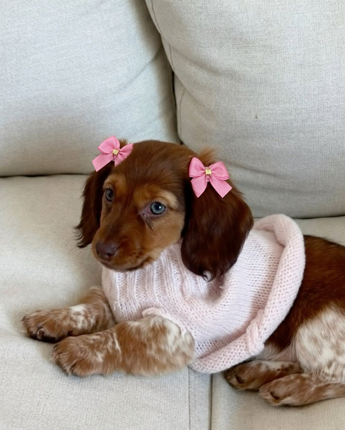 The Coquette Bows — perro con los lacitos (Rosa)