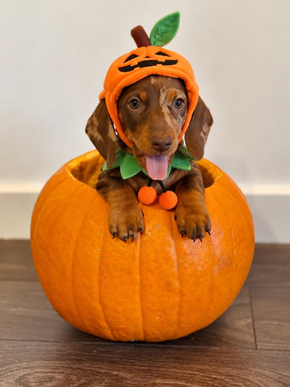 Capa Calabaza Sonriente — perro con el disfraz