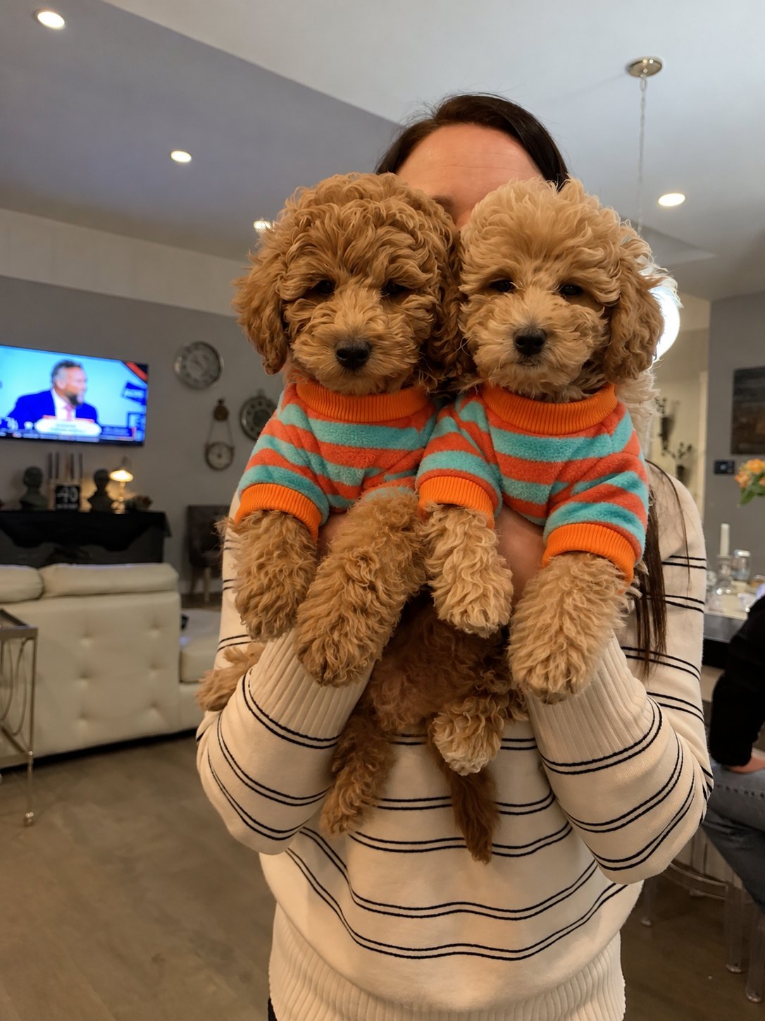 The Riviera Sweater — perro con la prenda (Rayas naranjas y azules)