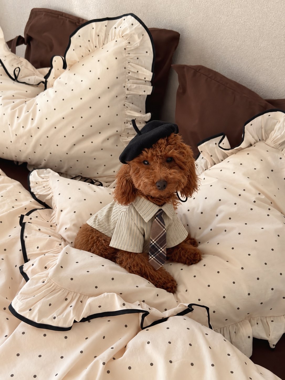 The Gentleman Shirt — perro con la prenda (Caqui)