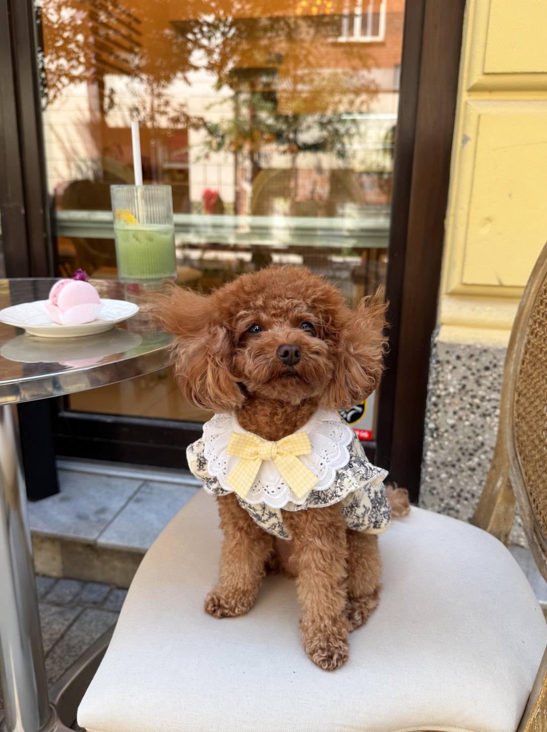 The Dolly Collar — perro con el cuello (Amarillo)