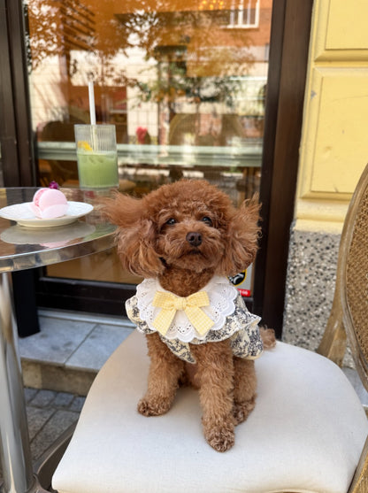 The Dolly Collar — perro con el cuello (Amarillo)