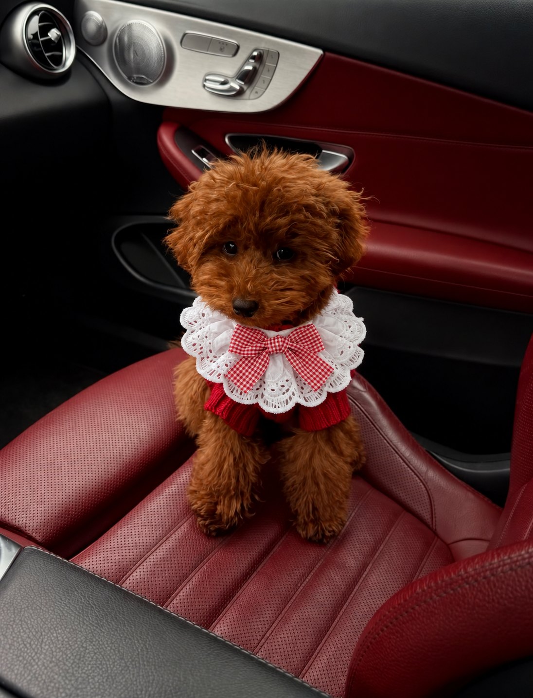 The Dolly Collar — perro con el cuello (Rojo)