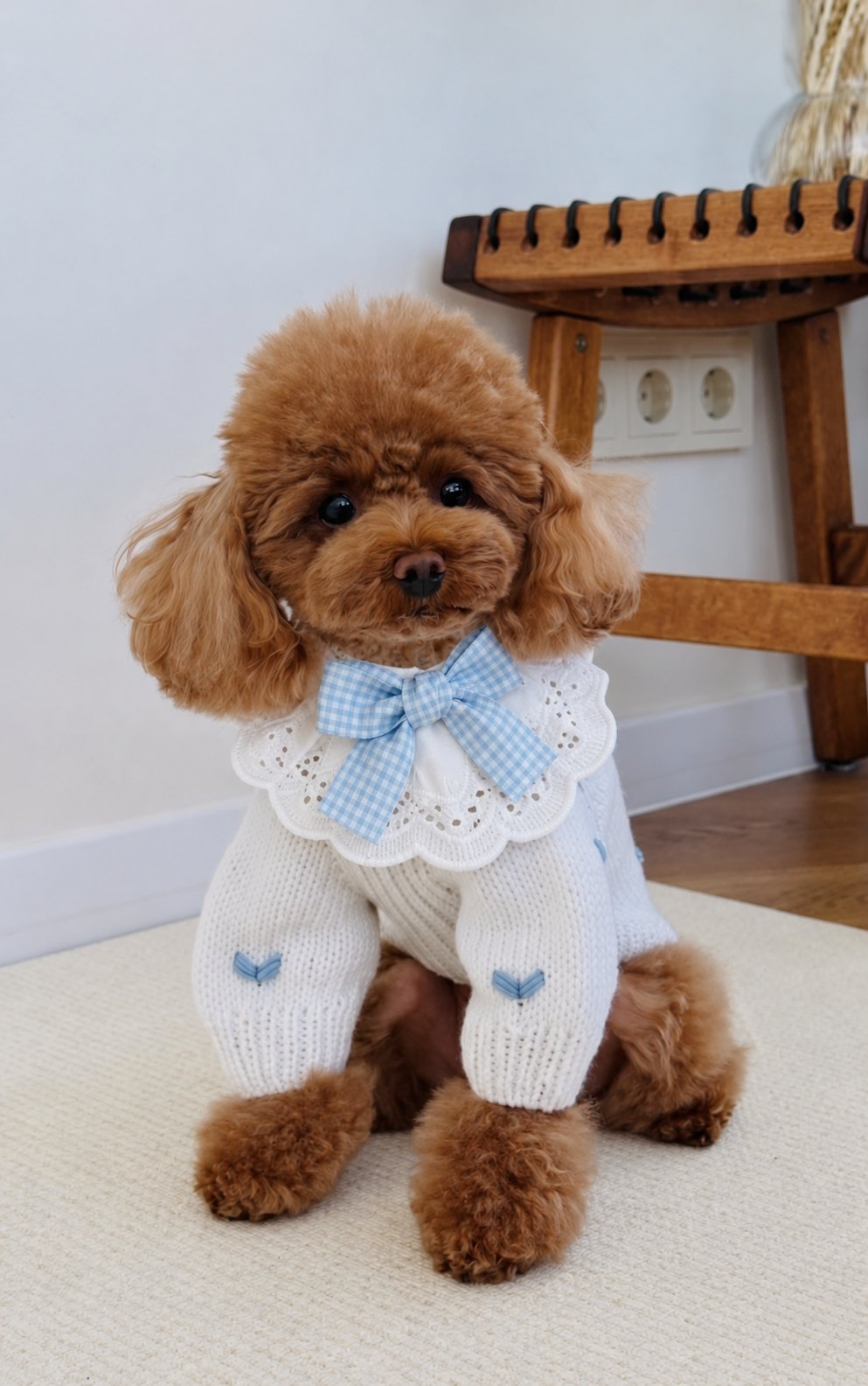 The Dolly Collar — perro con el cuello (Azul)