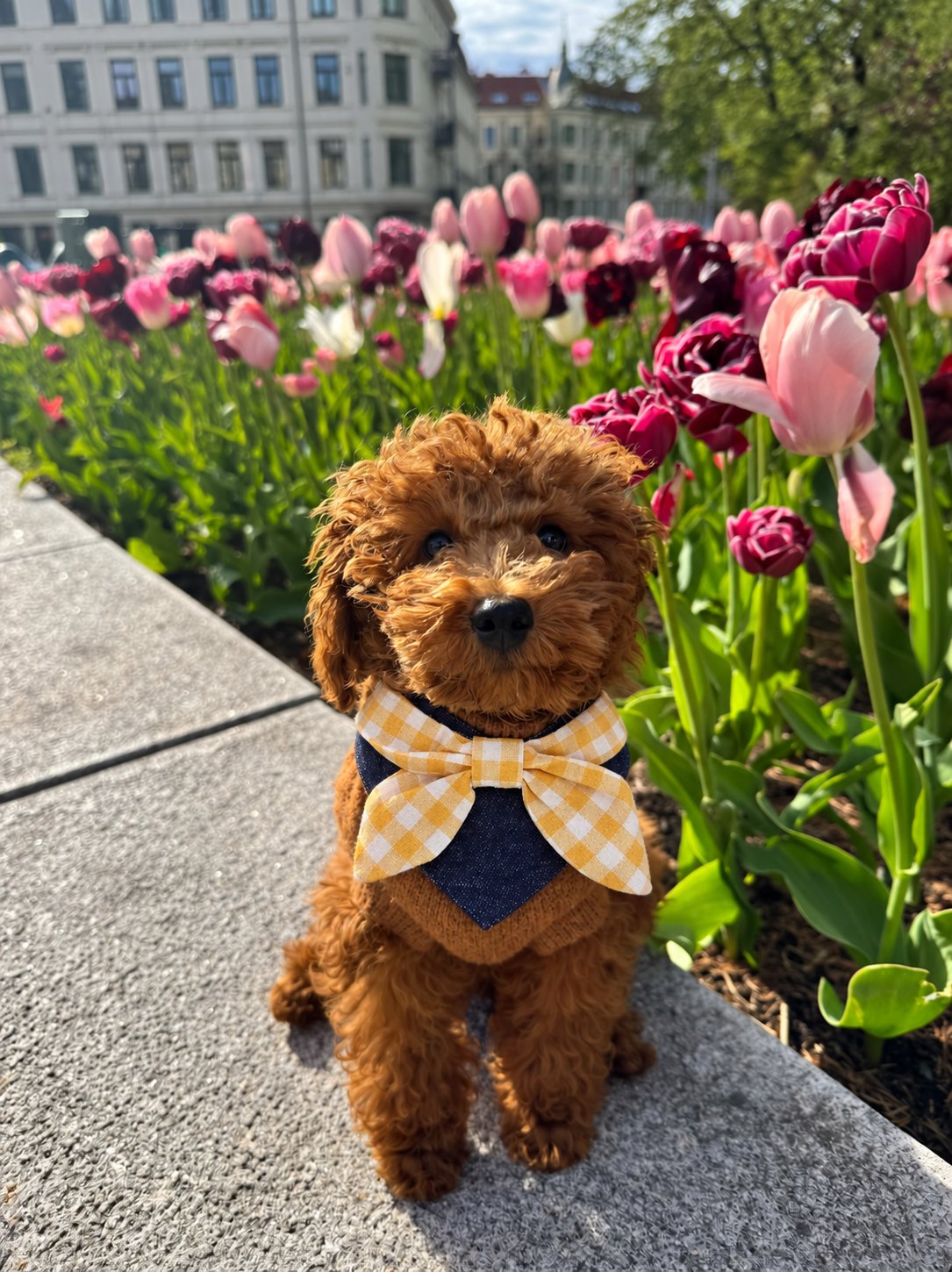 The Picnic Bandana — perro con la bandana (Amarillo)