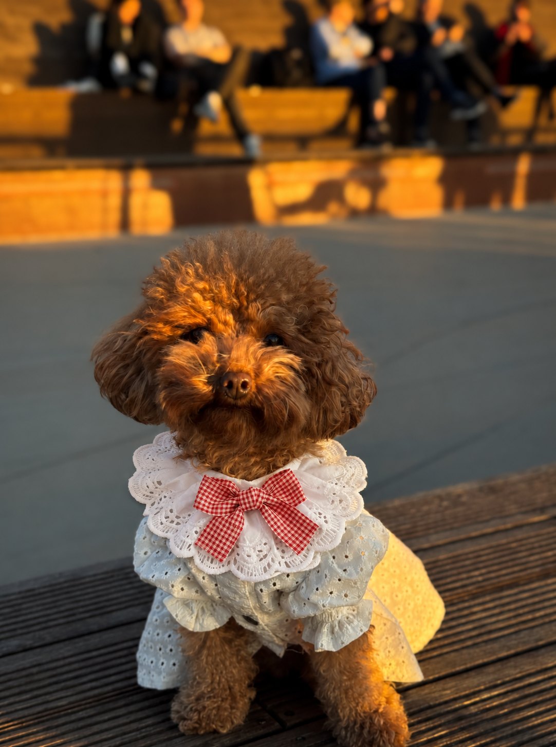 The Dolly Collar — perro con el cuello (Rojo)