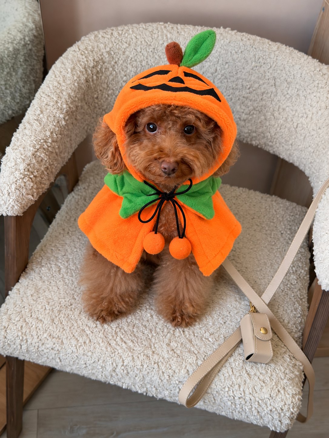 Capa Calabaza Sonriente — perro con el disfraz