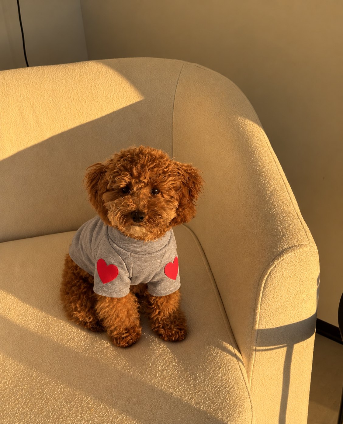 The Cupid Sweater — perro con la prenda (Gris)