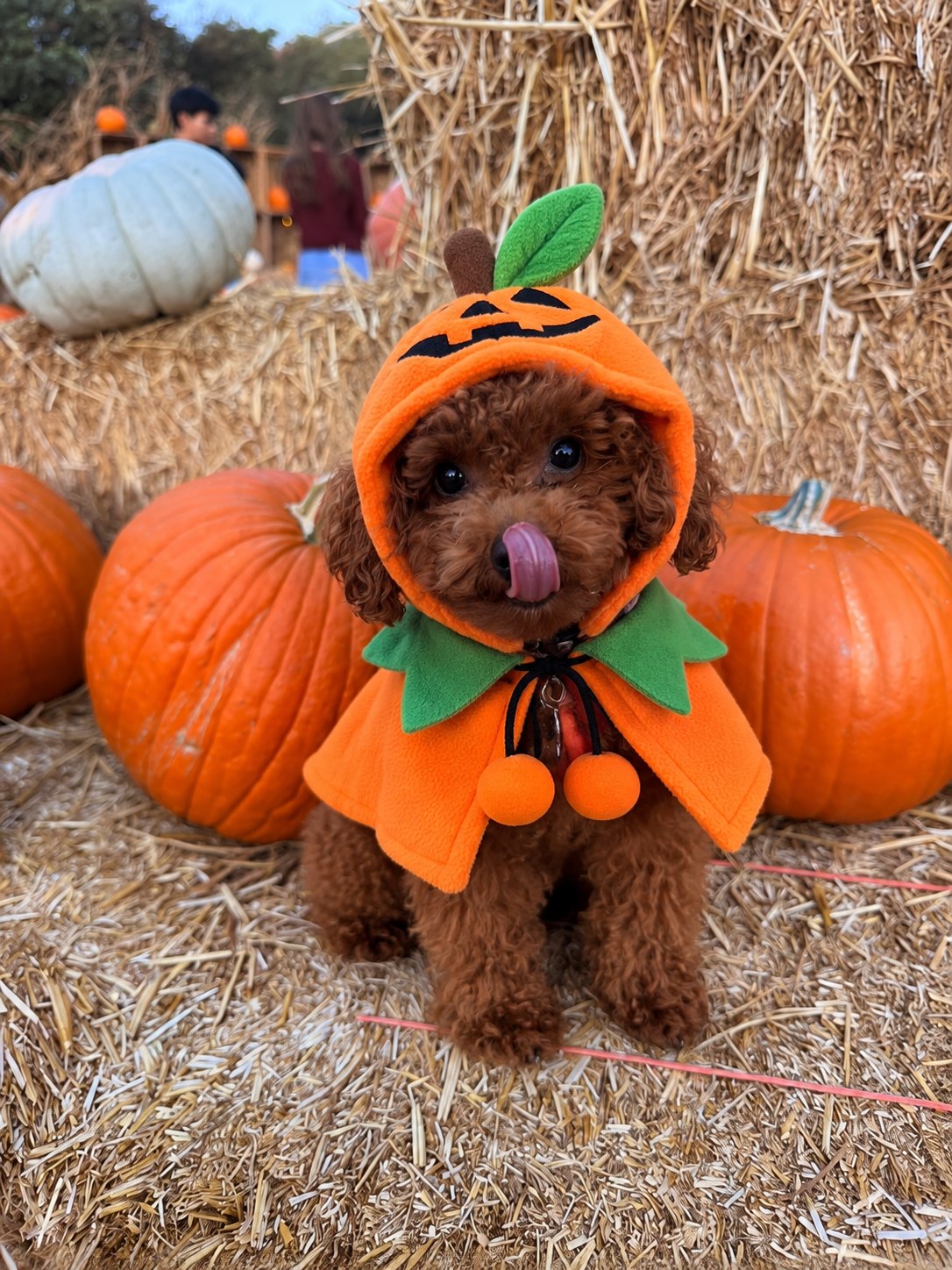 Capa Calabaza Sonriente — perro con el disfraz