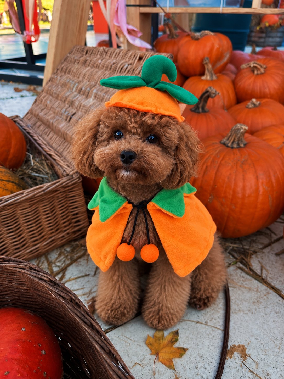 Capa Calabaza — perro con el disfraz