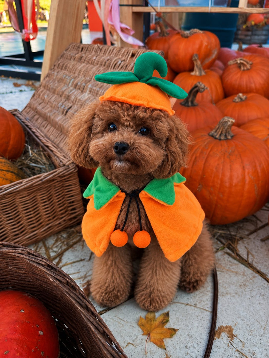 Capa Calabaza — perro con el disfraz