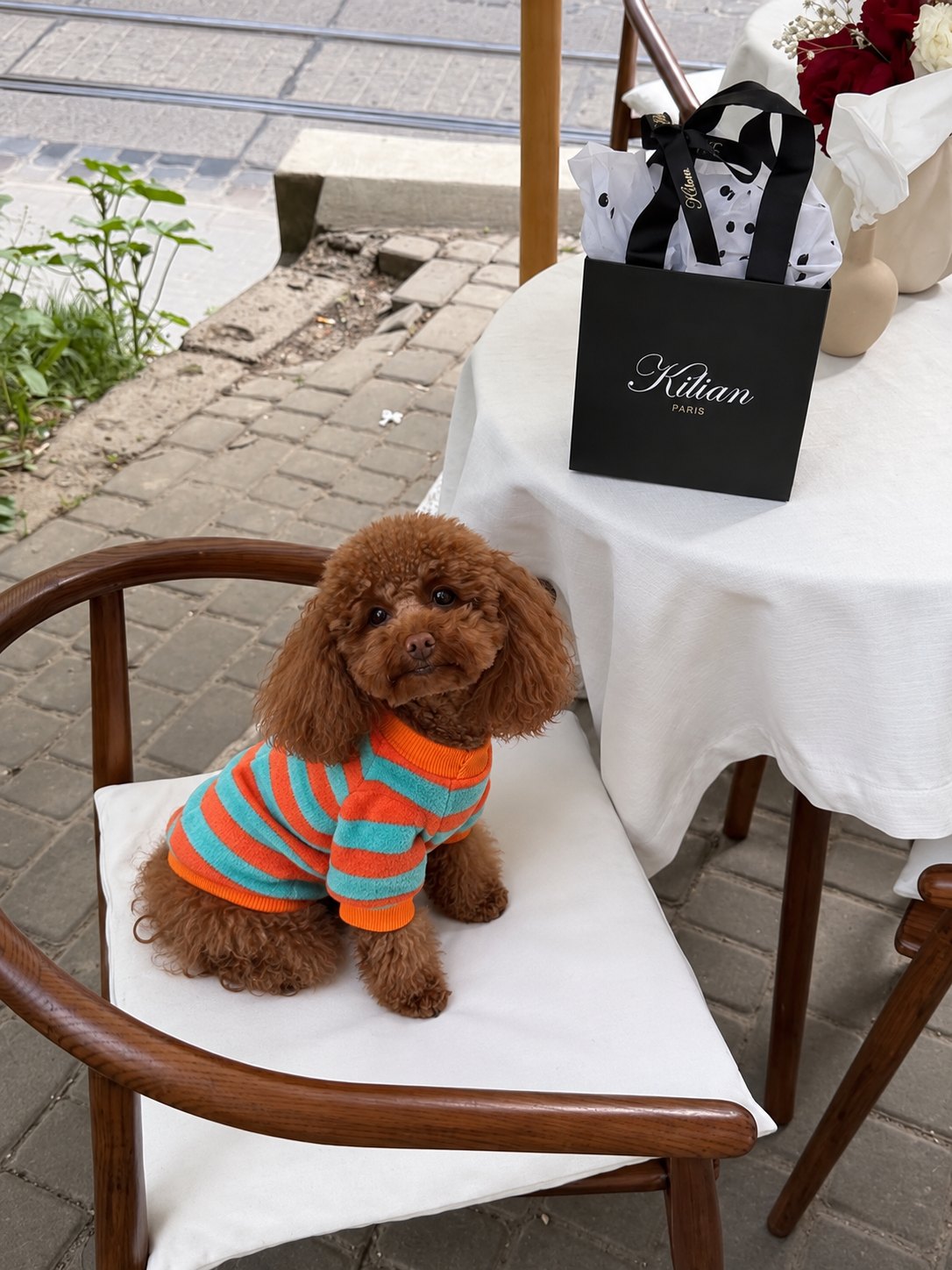 The Riviera Sweater — perro con la prenda (Rayas naranjas y azules)
