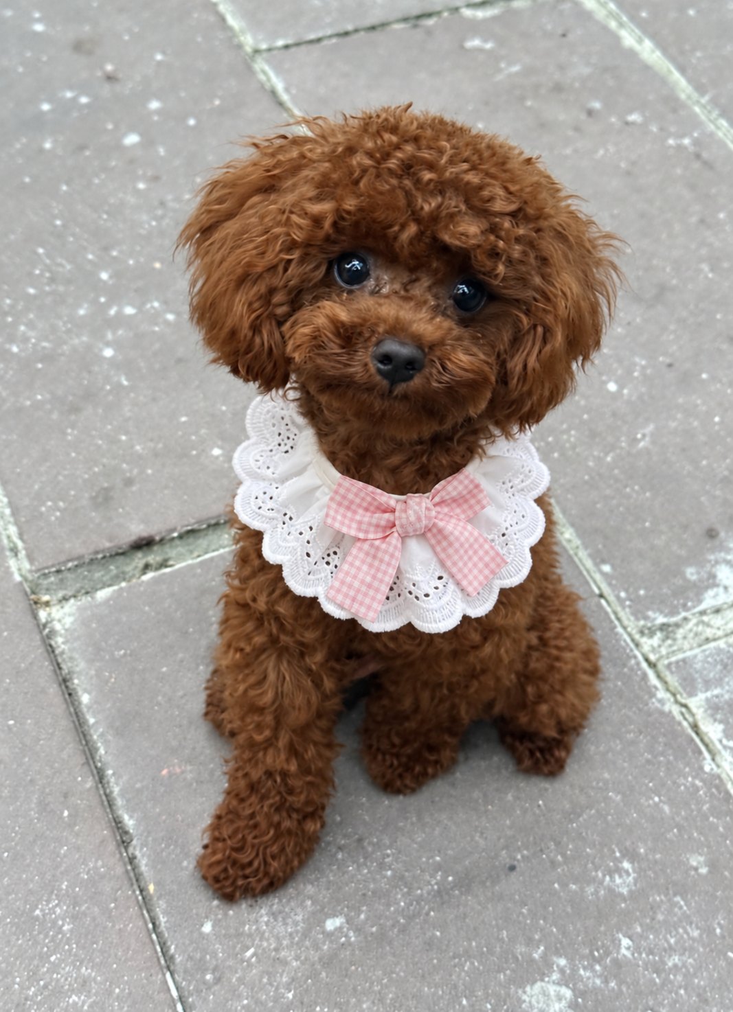 The Dolly Collar — perro con el cuello (Rosa)