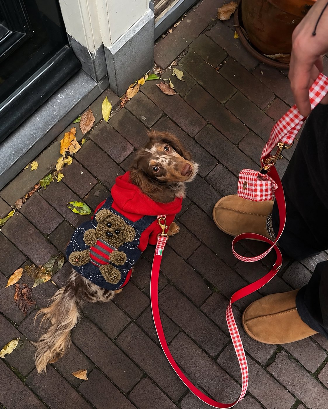 The Teddy Overalls — perro con la prenda