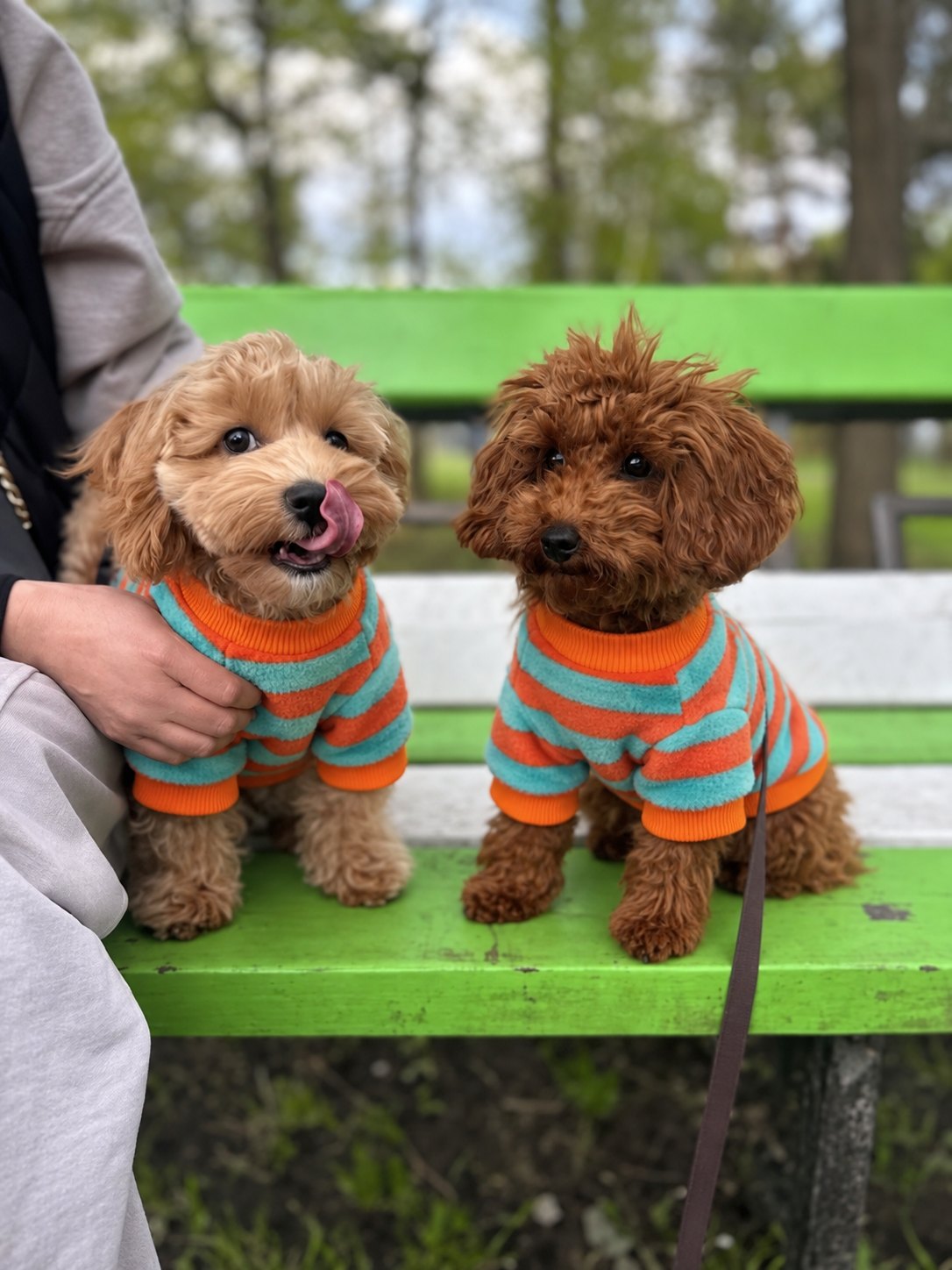 The Riviera Sweater — perro con la prenda (Rayas naranjas y azules)