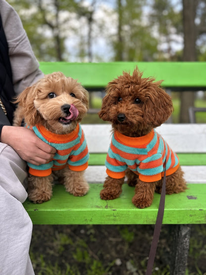 The Riviera Sweater — perro con la prenda (Rayas naranjas y azules)