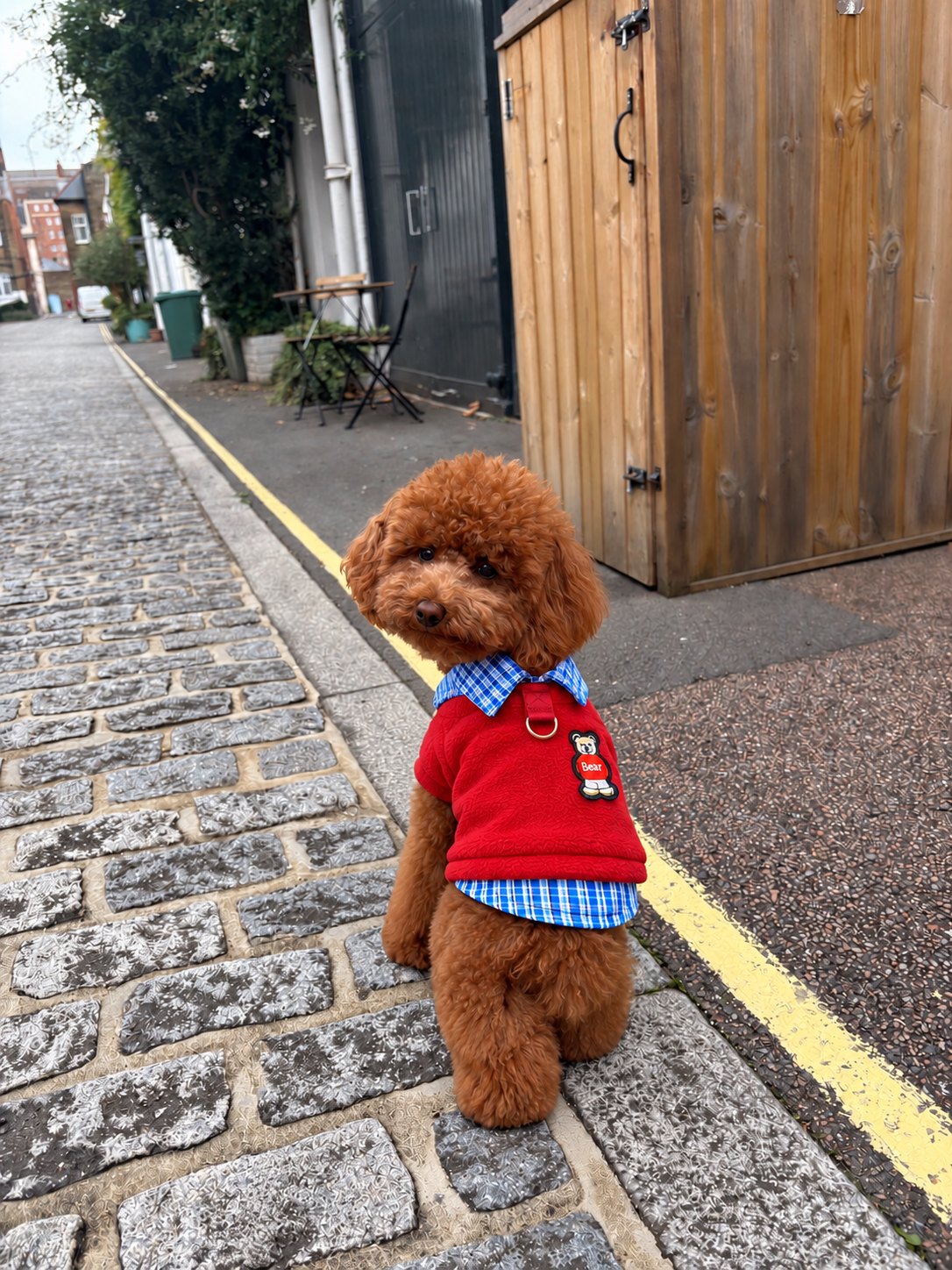 The Ivy Polo — perro con la prenda (Rojo)
