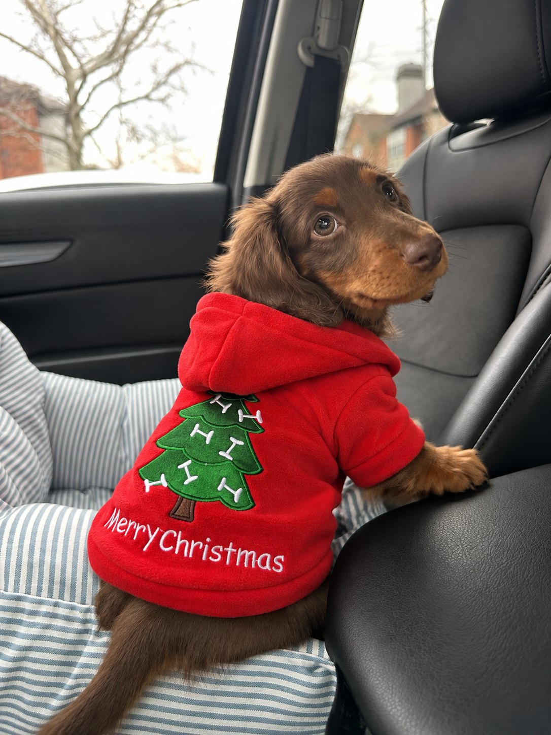 Sudadera Árbol «Merry Christmas» — perro con la prenda
