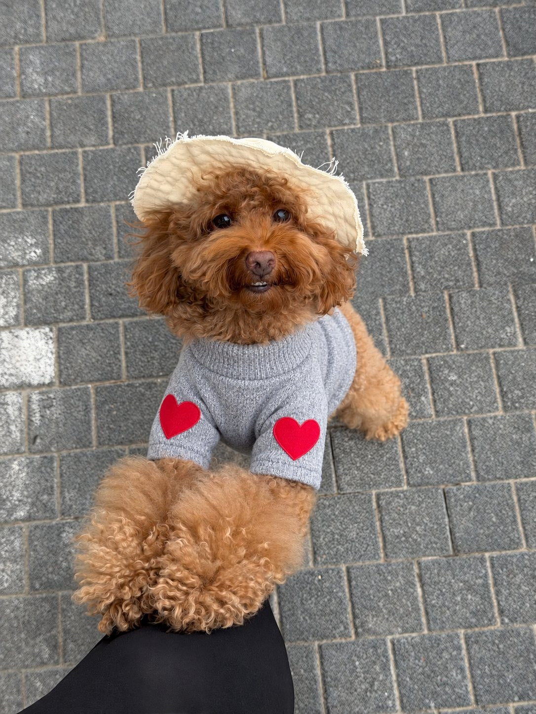The Cupid Sweater — perro con la prenda (Gris)