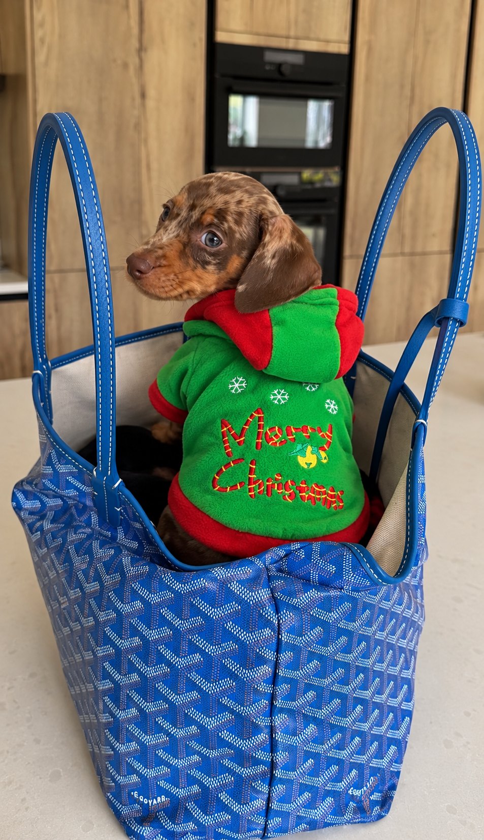 Sudadera Verde «Merry Christmas» — perro con la prenda