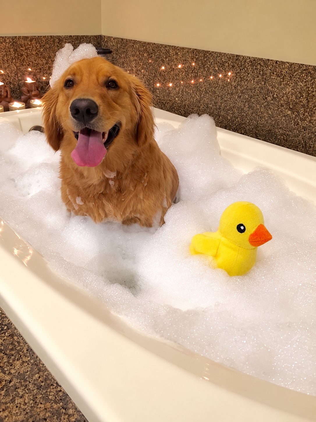 The Sweet Treats Toy — perro con el juguete (Pato)