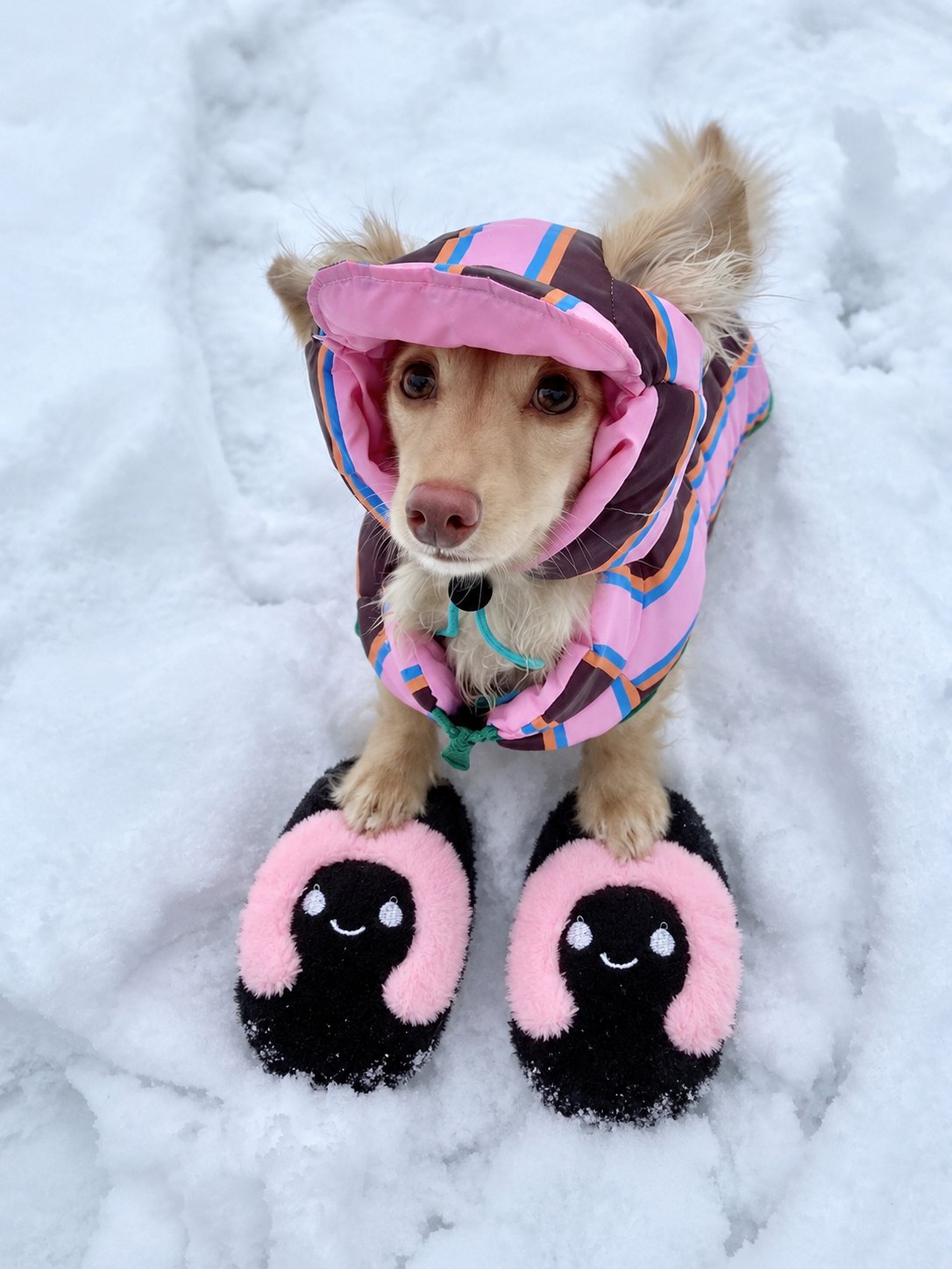 The Cozy Slipper Toy — perro con el juguete (Negro)