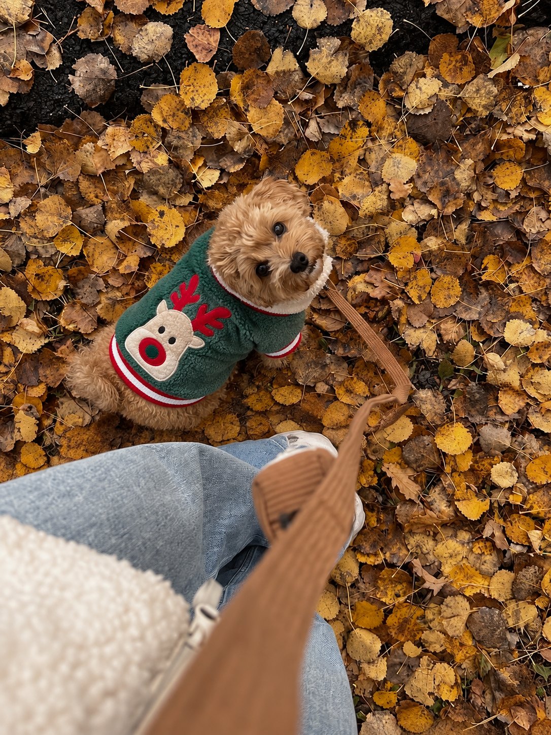 The Coco Sweater — perro con la prenda (Verde)