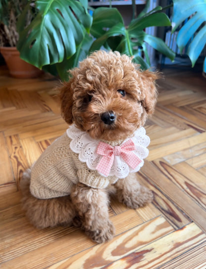 The Dolly Collar — perro con el cuello (Rosa)