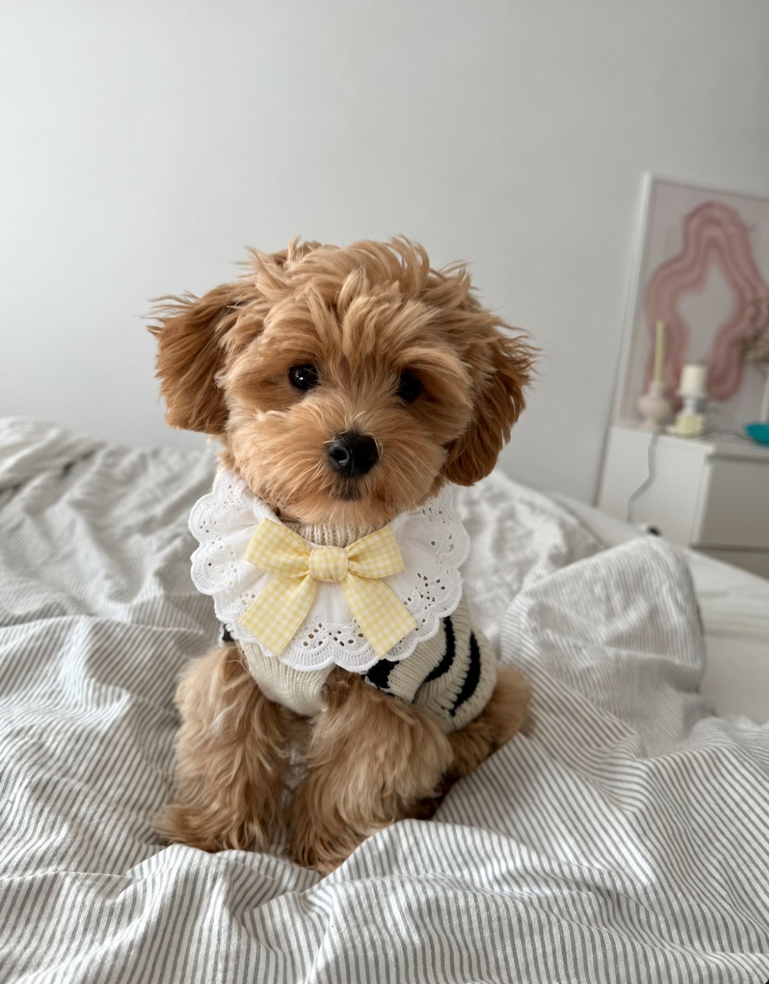 The Dolly Collar — perro con el cuello (Amarillo)
