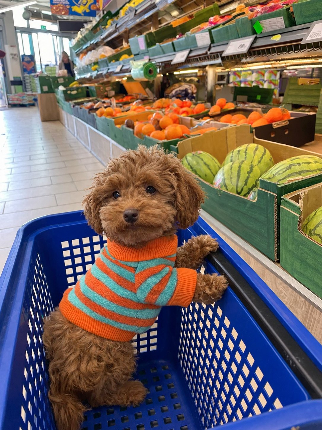 The Riviera Sweater — perro con la prenda (Rayas naranjas y azules)