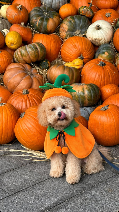 Capa Calabaza — perro con el disfraz