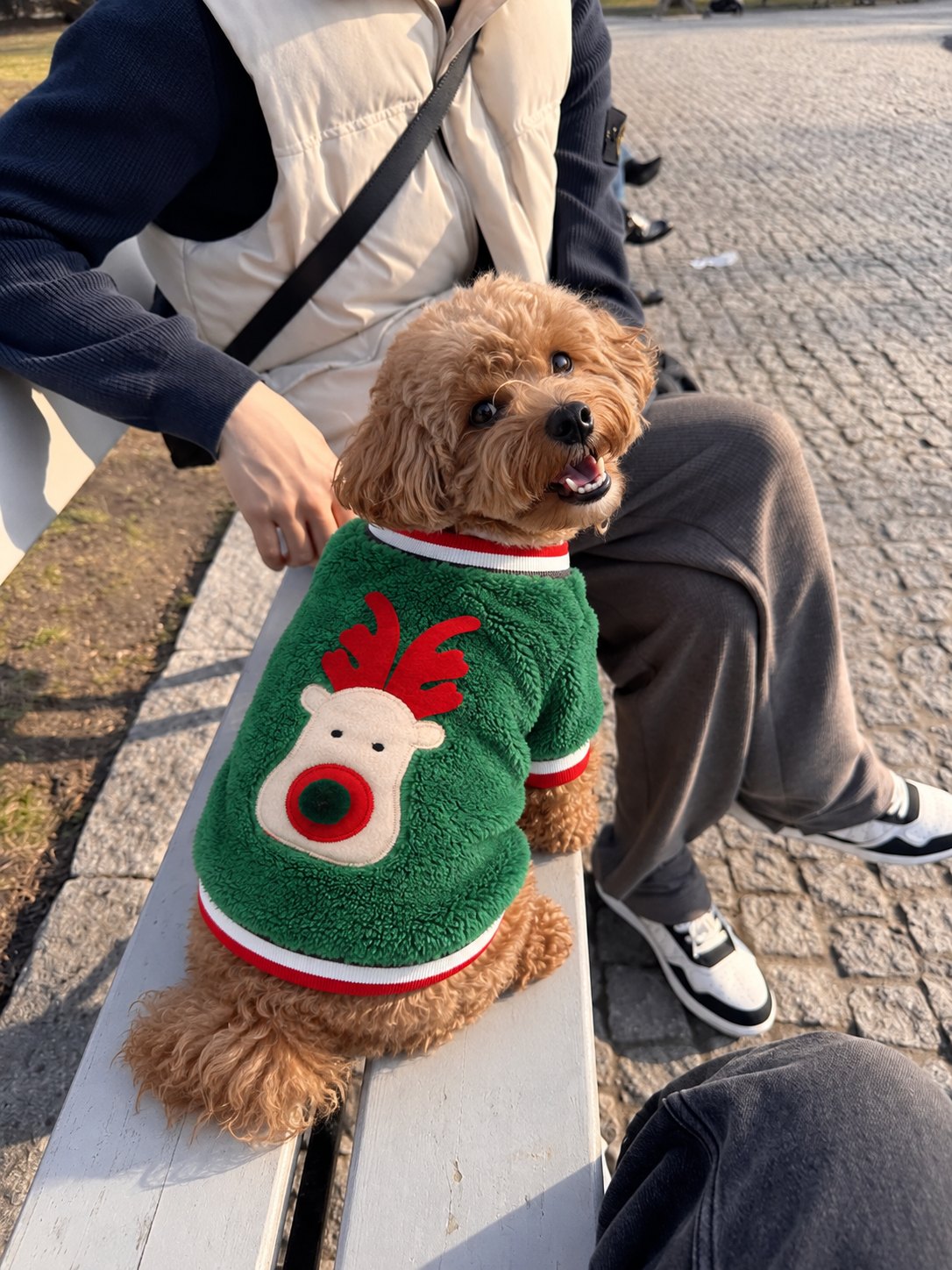 The Coco Sweater — perro con la prenda (Verde)