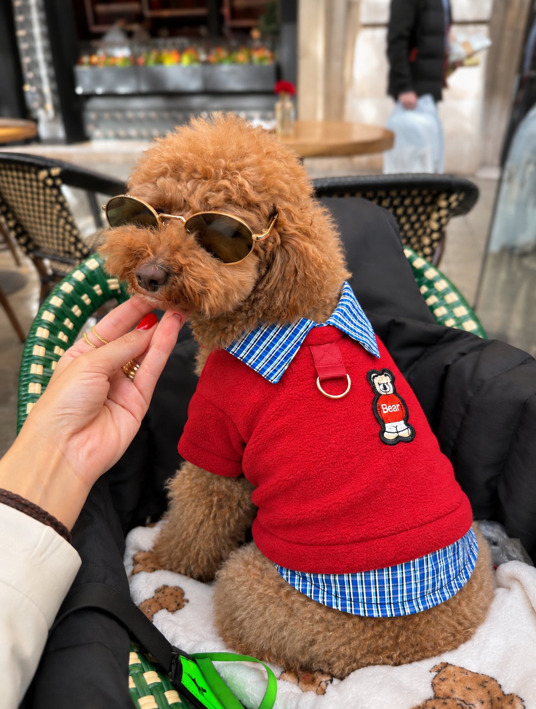 The Ivy Polo — perro con la prenda (Rojo)