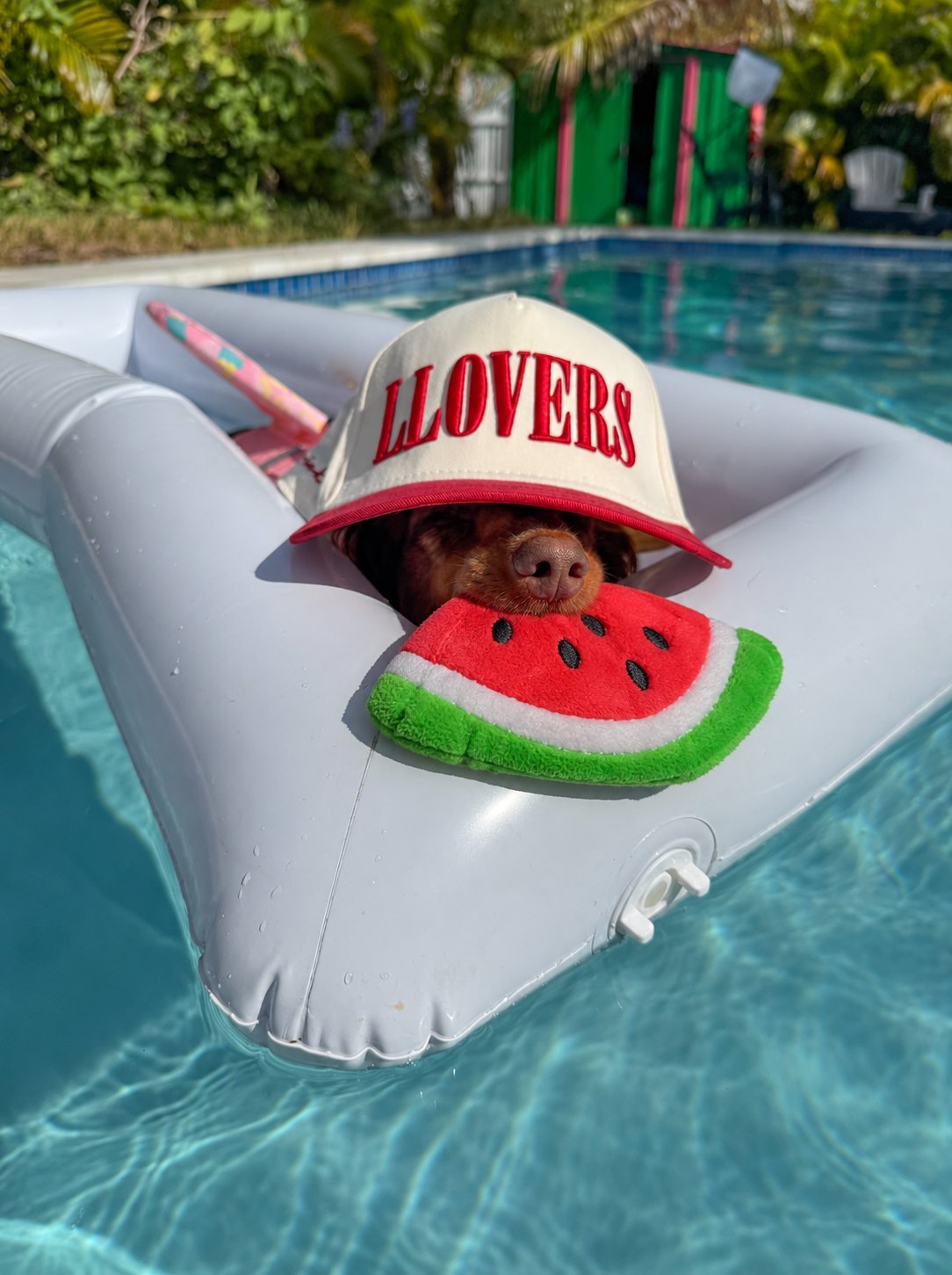 The Tutti Frutti Toy — perro con el juguete (Sandía)